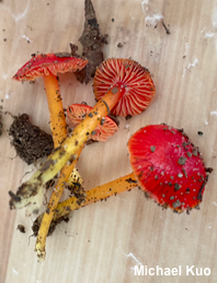 Hygrocybe minutula