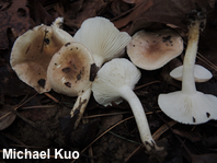 Hygrophorus roseobrunneus