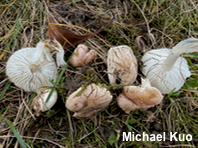 Hygrophorus roseobrunneus