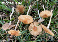 Inocybe communis