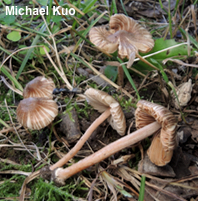 Inocybe subradiata