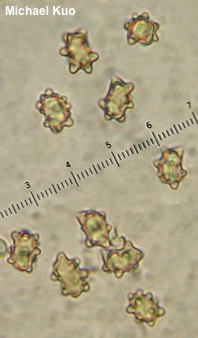 Inocybe subradiata