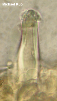 Inocybe subradiata