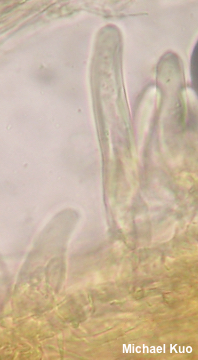 Inocybe subradiata