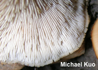 Lentinellus castoreus