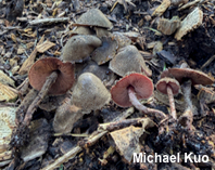 Melanophyllum haematospermum