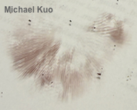 Melanophyllum haematospermum