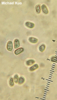 Melanophyllum haematospermum