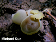 Paragalactinia succosa