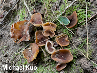 Paragalactinia succosa