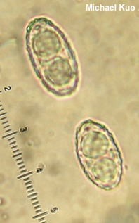Paragalactinia succosa