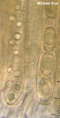Paragalactinia succosa