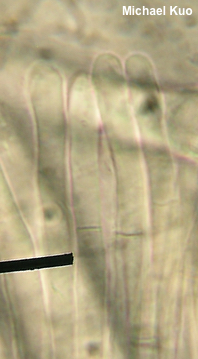 Paragalactinia succosa