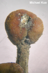 Paraisaria pseudoheteropoda