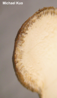 Paraisaria pseudoheteropoda