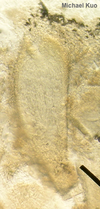Paraisaria pseudoheteropoda