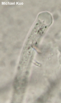 Paraisaria pseudoheteropoda