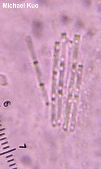 Paraisaria pseudoheteropoda