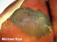 Phylloporus 01