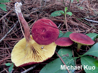 Phylloporus rhodoxanthus