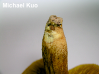 Phylloporus rhodoxanthus