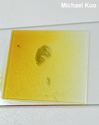 Phylloporus rhodoxanthus