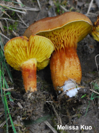 Phylloporus rhodoxanthus