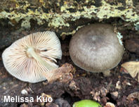 Pluteus brunneidiscus