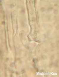 Pluteus brunneidiscus