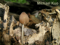 Pluteus longistriatus