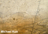 Pluteus longistriatus