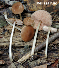 Pluteus phlebophorus