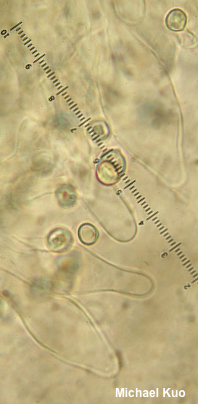 Pluteus phlebophorus