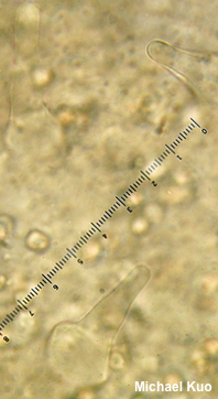 Pluteus phlebophorus