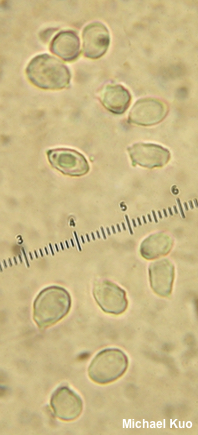 Rhodocybe roseiavellanea