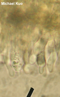 Rhodocybe roseiavellanea