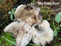 Russula michiganensis