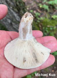Russula michiganensis