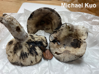Russula michiganensis