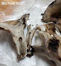 Russula michiganensis