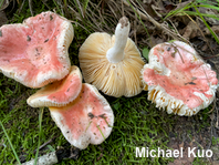 Russula species 01