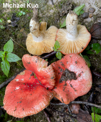 Russula species 01