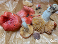 Russula species 01