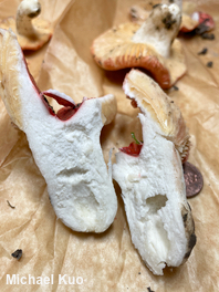 Russula species 01