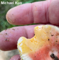 Russula species 01