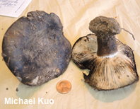 Russula species 02