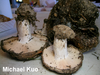 Russula species 02