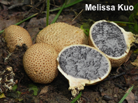 Scleroderma citrinum