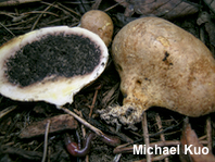 Scleroderma michiganense