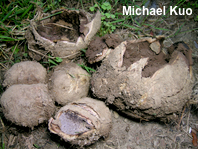 Scleroderma polyrhizum